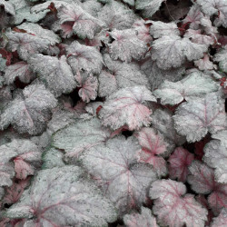 Heuchera ‘Pinky Panky‘ - Heuchère