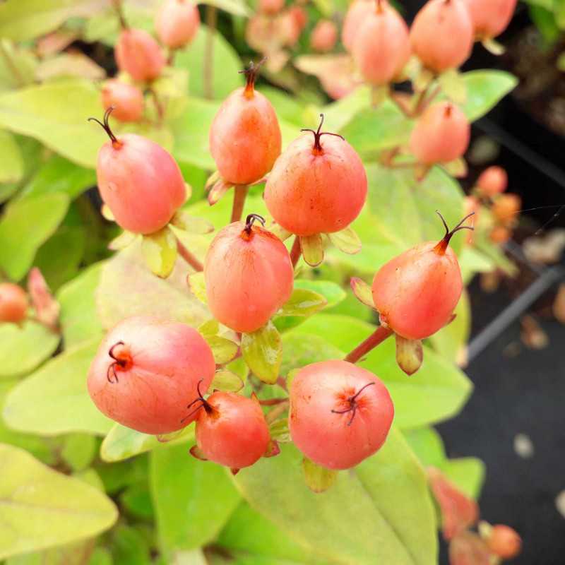 Hypericum × inodorum Magical ® 'Innocence' - Kolmaginno