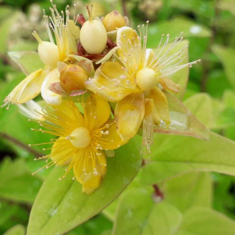 Hypericum × inodorum Magical ® 'Sunshine' - kolmasun