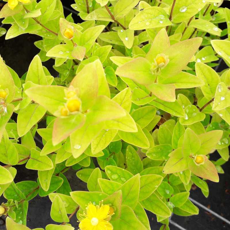 Hypericum × inodorum Magical ® 'Sunshine' - kolmasun