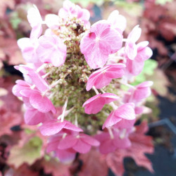 Hydrangea quercifolia ‘Ruby slippers’