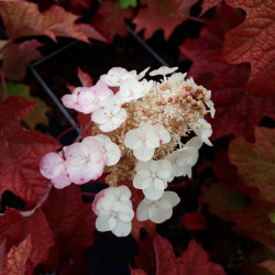 Hydrangea quercifolia ‘Ruby slippers’