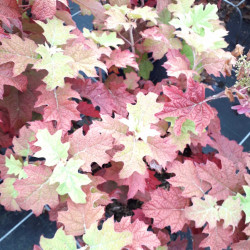 Hydrangea quercifolia ‘Ruby slippers’