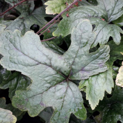 Tiarella Pink Skyrocket