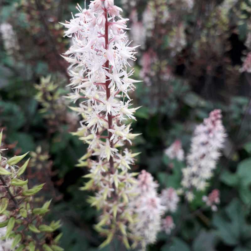 Tiarella Pink Skyrocket