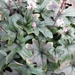 Tiarella Pink Skyrocket