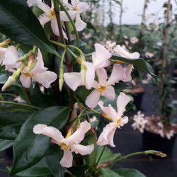 Trachelospermum jasminoides ‘Rose d'Inde’