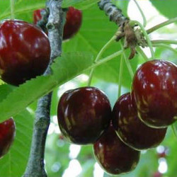 Prunus avium ‘Géant d'Hédelfingen’