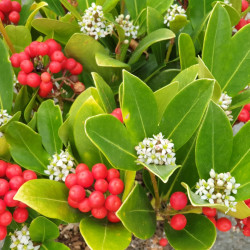 Skimmia japonica ‘Temptation’ (femelle) - Skimmia du Japon