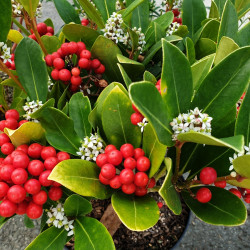 Skimmia japonica ‘Temptation’ (femelle) - Skimmia du Japon