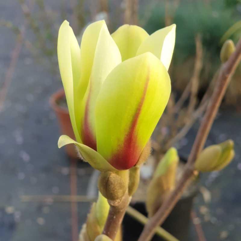 Magnolia ‘Sunrise’