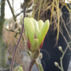 Magnolia ‘Sunrise’