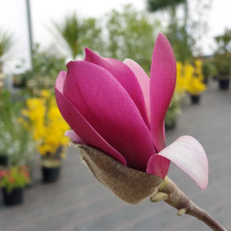 Magnolia ‘Genie’