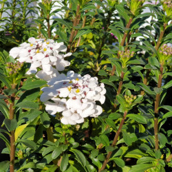 Iberis sempervirens ‘Masterpièce’