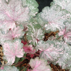 Heuchera Pinky Panky