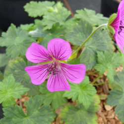 Geranium ‘Pink Penny’