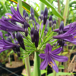 Agapanthus ‘Pitchoune Violet