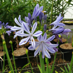 Agapanthus ‘Charlotte’