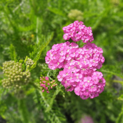 Achillea millefolium 'Apple Blossom'