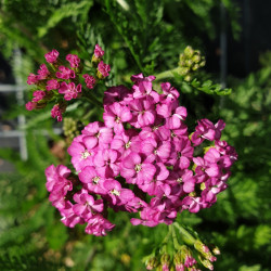 Achillea millefolium 'Apple Blossom'