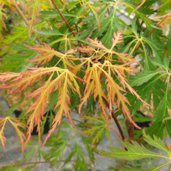 Acer x pseudosieboldianum ‘Ice Dragon‘ ® - ‘IslID’ - Érable japonais