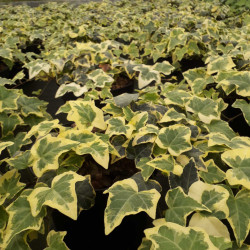 Hedera helix ‘Goldchild’