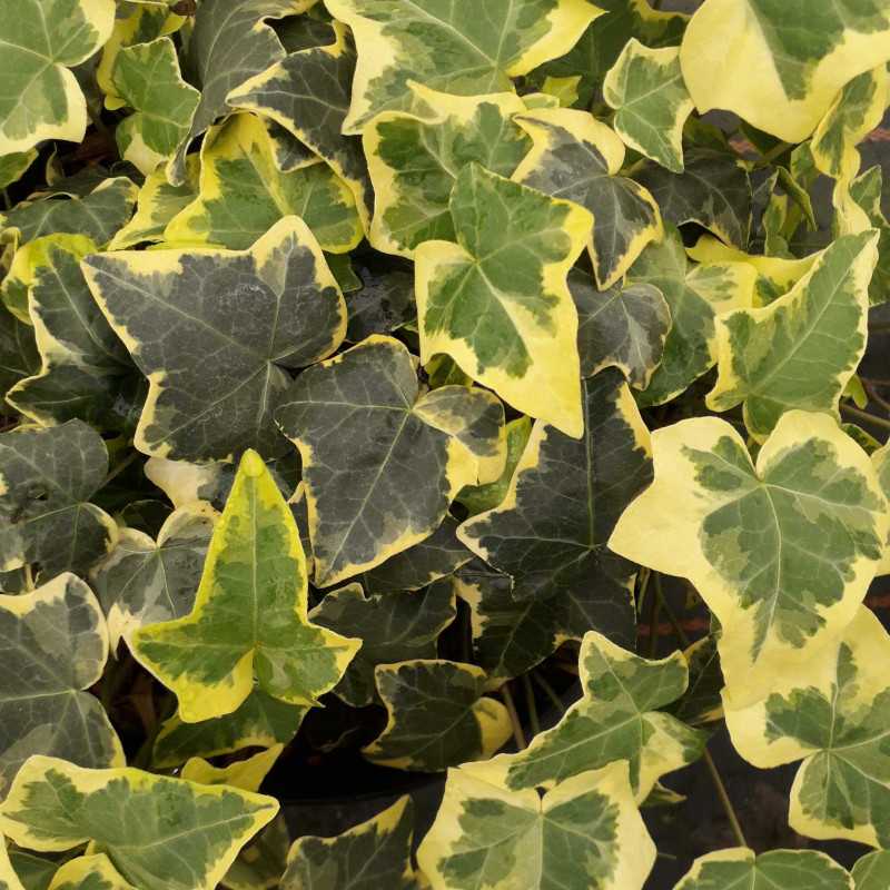 Hedera helix ‘Goldchild’