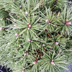 Pinus mugo ‘Benjamin’