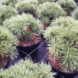 Pinus mugo ‘Benjamin’