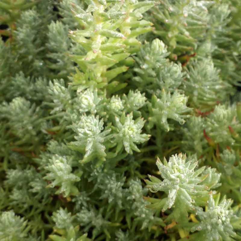 Sedum hispanicum Blue Carpet