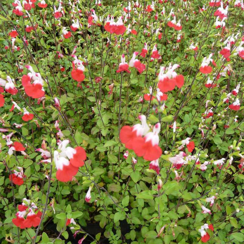 Salvia Hot Lips Sauge Arbustive P Pini Res Rouxel