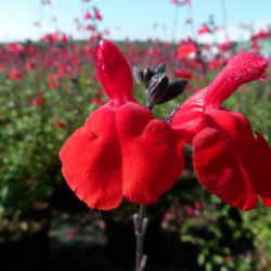 Salvia microphylla ‘Royal Bumble’