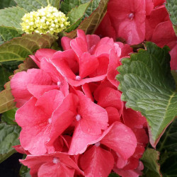 Hydrangea macrophylla Sybilla