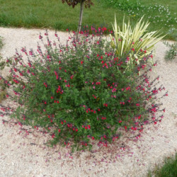 Salvia microphylla ‘Royal Bumble’