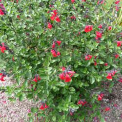 Salvia microphylla ‘Royal Bumble’