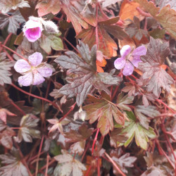 Geranium ‘Bob's Blunder’