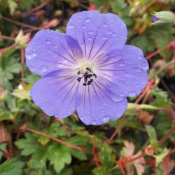 Geranium ‘Rozanne’