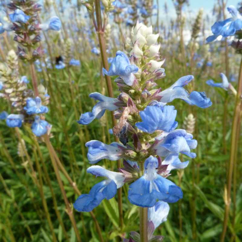 Salvia uliginosa