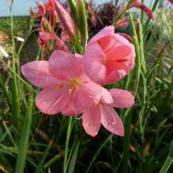 Schizostylis coccinea ‘Mrs Hegarty’