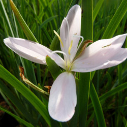 Schizostylis coccinea ‘Mrs Hegarty’