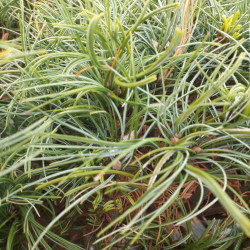 Pinus strobus ‘Tiny Curls’