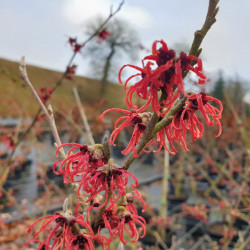 Hamamelis intermedia ‘Rubin’