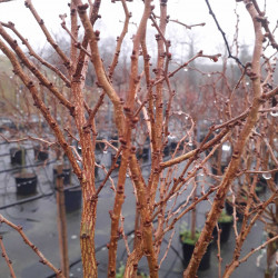 Prunus incisa ‘Kojo-no-mai’ - Cerisier à fleurs nain du Japon