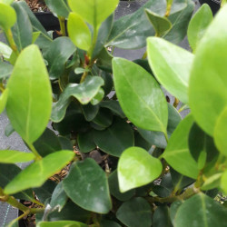 Griselinia littoralis ‘Green Horizon‘