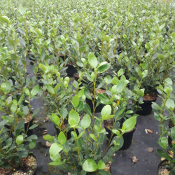 Griselinia littoralis ‘Green Horizon‘