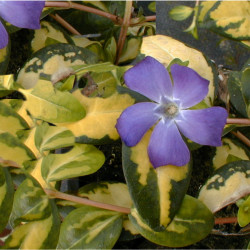 Vinca minor ‘Illumination’ - Pervenche panachée