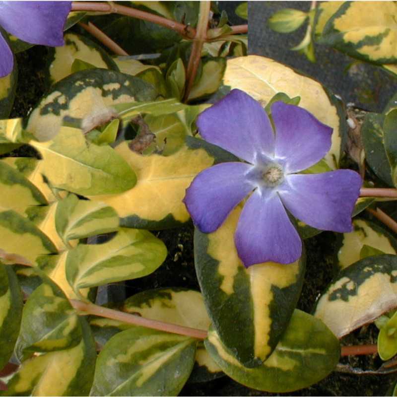 Vinca minor ‘Illumination’ - Pervenche panachée