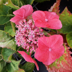 Hortensia macrophylla Kardinal