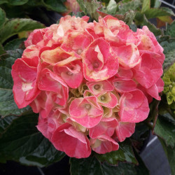 Hydrangea macrophylla Sybilla