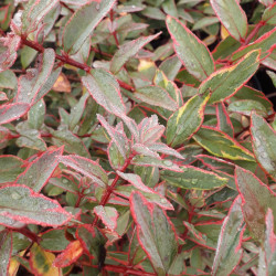 Hypericum moserianum ‘Tricolor’